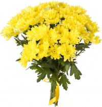 Кустовая желтая хризантема Кустовая желтая хризантема